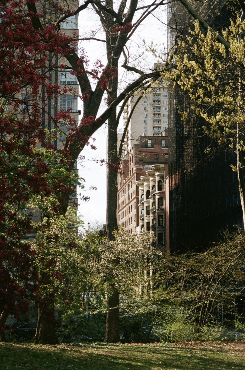 Deep-red crabapple blossoms and bare branches in a park, framing sunlit brick and limestone apartment buildings beyond.