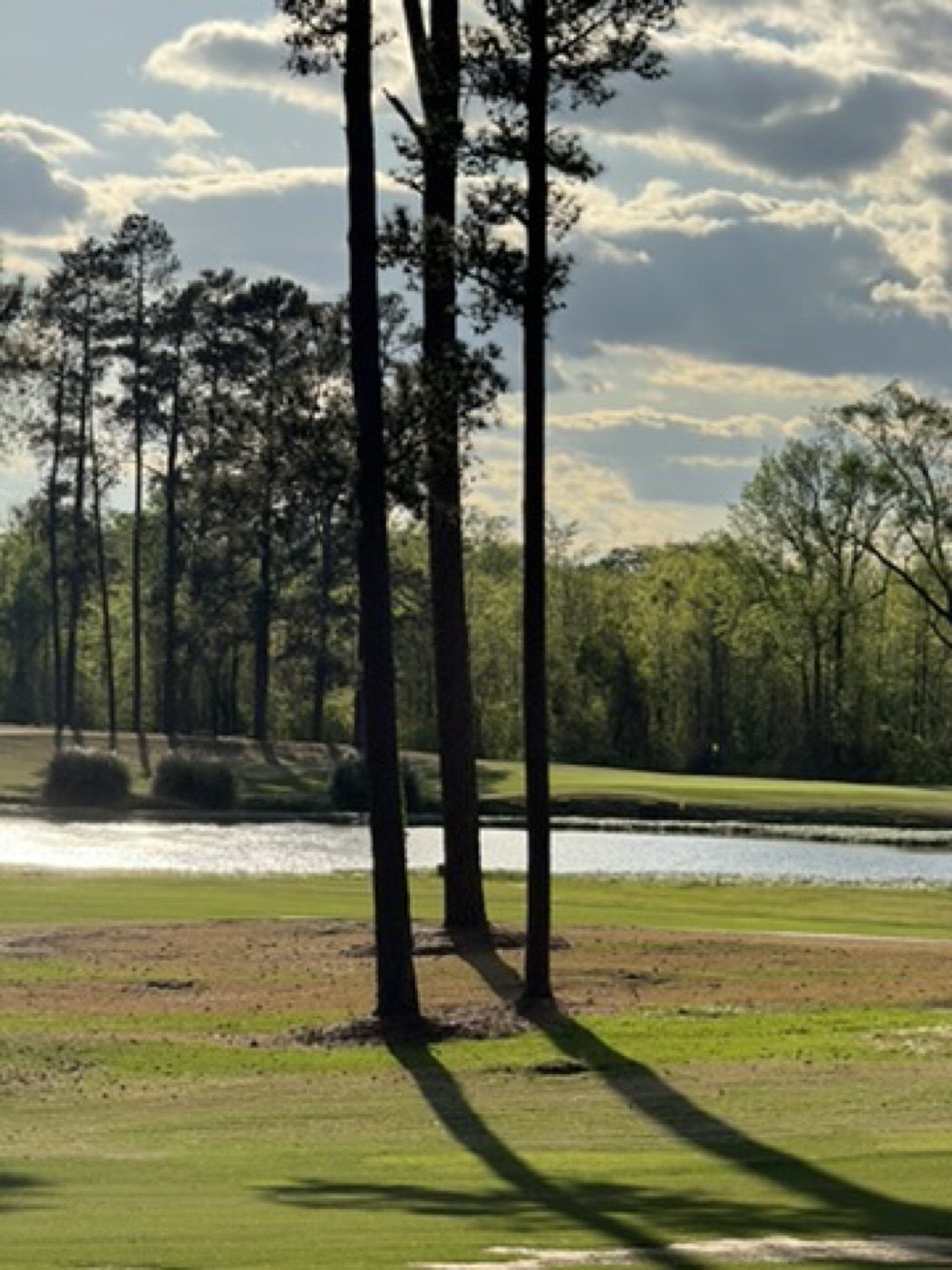Golf course pines and pond in afternoon light