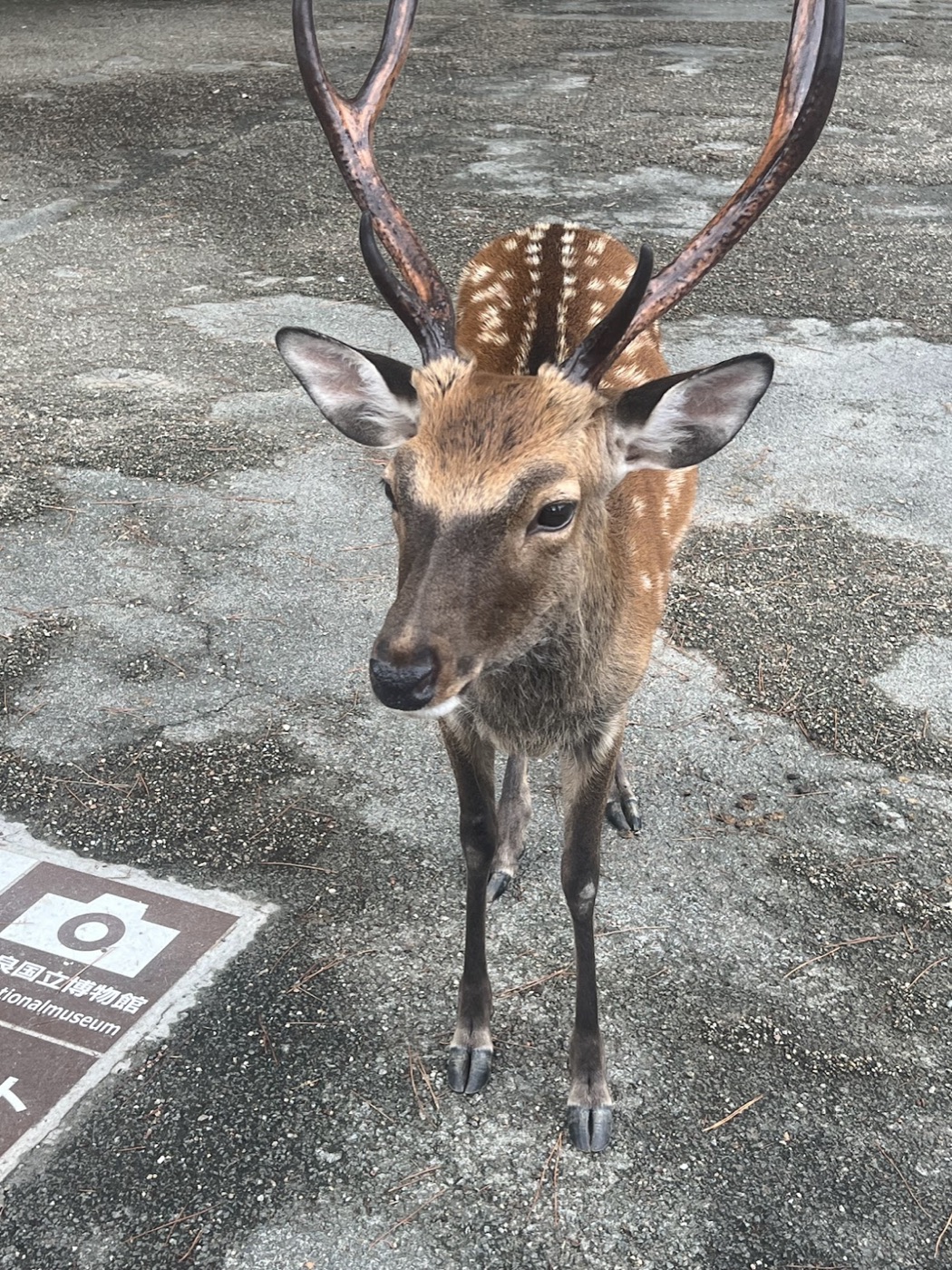 A young sika deer with tall antlers stares straight into the camera on a paved plaza beside a museum sign.