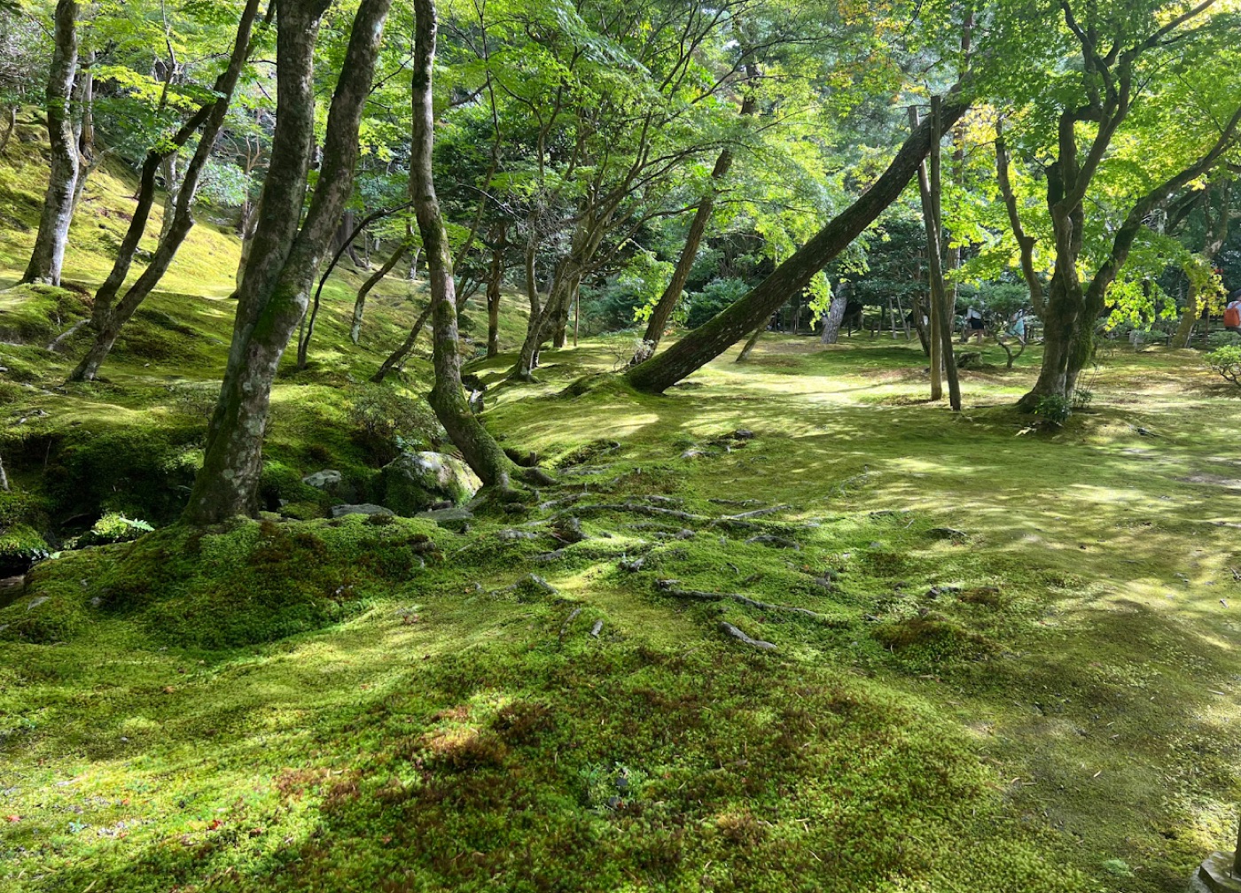 Sunlight rakes across a moss-carpeted garden floor threaded with tree roots and slender maples.